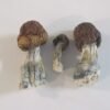 Blue Pulaski Magic Mushrooms