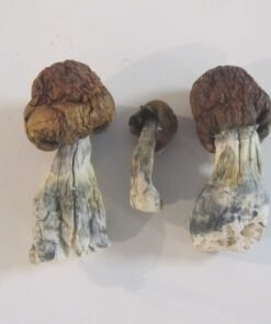 Blue Pulaski Magic Mushrooms