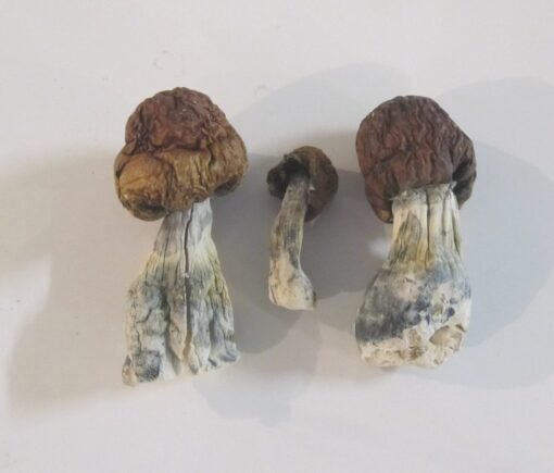 Blue Pulaski Magic Mushrooms