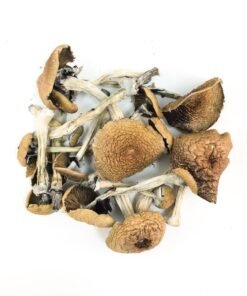 Golden Teacher Magic Mushrooms