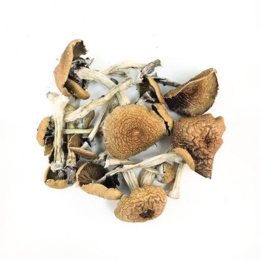 Golden Teacher Magic Mushrooms