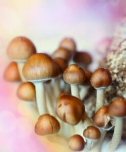 Magic Mushrooms