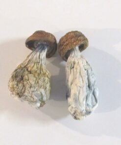 King Kong Magic Mushrooms