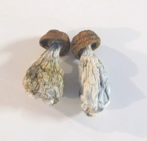 King Kong Magic Mushrooms