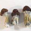 Tidal Wave Magic Mushrooms